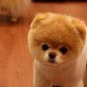 Pulsuz it... Çox-cox xais edirem. It saxlaya bilmeyen varsa bayira atm