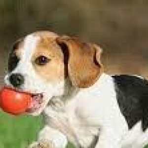 Pulsuz it... Çox-cox xais edirem. It saxlaya bilmeyen varsa bayira atm