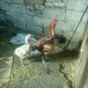 bir il bew ayliqdi super doyuwur atasi miwar anasi dowablardandi esl x