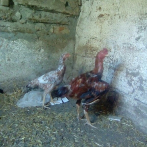 bir il bew ayliqdi super doyuwur atasi miwar anasi dowablardandi esl x