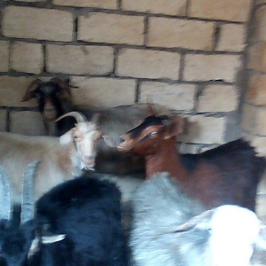 bogaz keciler balali keci , bogaz qoyunlar ve balali qoyun.hamsi cavan
