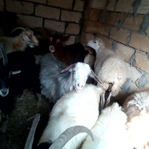 bogaz keciler balali keci , bogaz qoyunlar ve balali qoyun.hamsi cavan