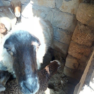 bogaz keciler balali keci , bogaz qoyunlar ve balali qoyun.hamsi cavan