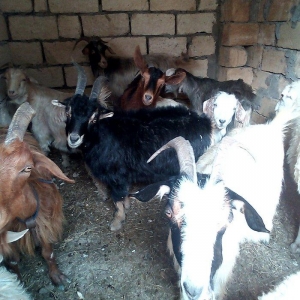bogaz keciler balali keci , bogaz qoyunlar ve balali qoyun.hamsi cavan