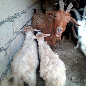 bogaz keciler balali keci , bogaz qoyunlar ve balali qoyun.hamsi cavan