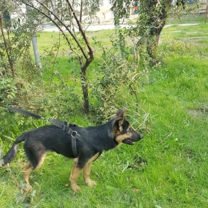 Alman Avçarkası . Bütün dərman və iynələri vurulub . 6 aylıqdır . Anca