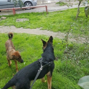 Alman Avçarkası . Bütün dərman və iynələri vurulub . 6 aylıqdır . Anca