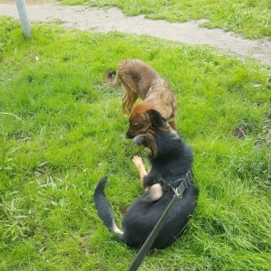 Alman Avçarkası . Bütün dərman və iynələri vurulub . 6 aylıqdır . Anca