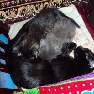 отдаем кошек оптом в добрые руки! матери кошки 2 года троим котят по