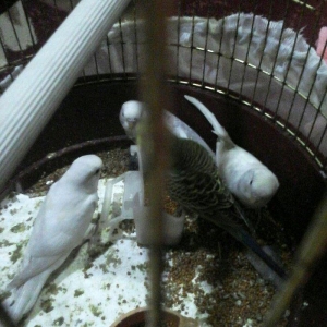 4 qus 2 ayliq 1 yasil 2 ag 1 boz