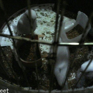 4 qus 2 ayliq 1 yasil 2 ag 1 boz