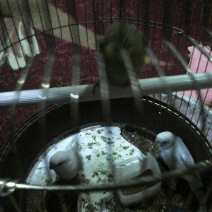 4 qus 2 ayliq 1 yasil 2 ag 1 boz