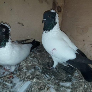 Tund goy Tam saglam manaxlar. Erkey mayadi.maya bala veren quwdu.