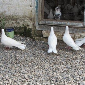 Enliguyrug cilpaq Aglar 2 erkey 3 Maya