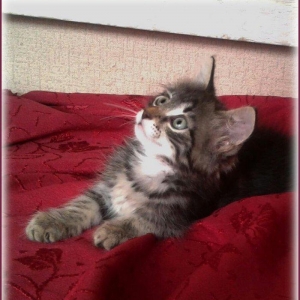 Красивый домашний мальчик (около 1,5 мес.). Бесплатно. Пишите на whats