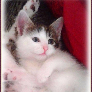 Домашняя здоровая девочка бесплатно. Пишите на whatsapp и скидывайте н