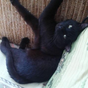 Домашний чистый здоровый мальчик (9 мес. ) - в ответственные добрые ру