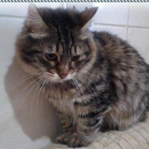 Кот в добрые руки. Возраст - 1 год. Бесплатно. Домашний, ласковый, игр