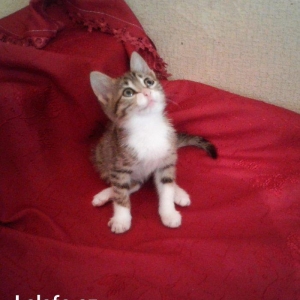 Домашняя здоровая девочка (2 мес) в надежные руки. Бесплатно. Пишите н