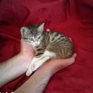 Домашняя здоровая девочка (2 мес) в надежные руки. Бесплатно. Пишите н