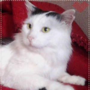 Мальчик (порода - Турецкий Ван, Кастрированный - не будеть метить, не