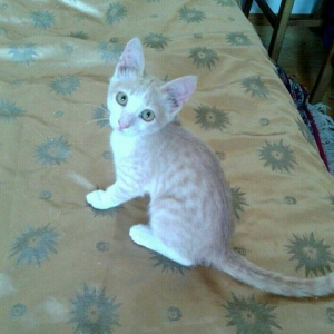 Домашний здоровый мальчик (4 мес) в надежные руки. Бесплатно. Пишите