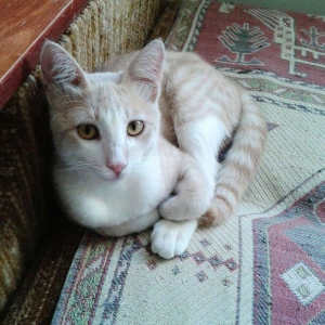 Домашний здоровый мальчик (4 мес) в надежные руки. Бесплатно. Пишите