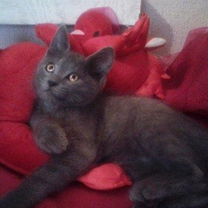 Породистый ("русская голубая") домашний здоровый мальчик (4 мес. ) - в