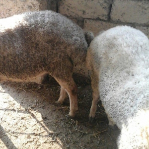 Qurbanliq Halal Emlik Berde Quzulari kesim pulsuzdur.unvan Baki seheri