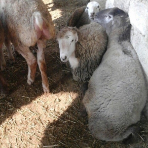 Qurbanliq Halal Emlik Berde Quzulari kesim pulsuzdur.unvan Baki seheri