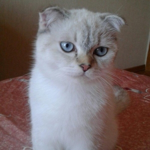 шотландский вислоухий кот 5 6 месяцев чистая порода в связи с отъездом