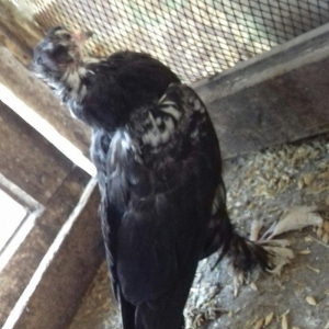 quwlar satilir 45-azn tam saqlamdilar hamisi lelekli biri badamdi biri