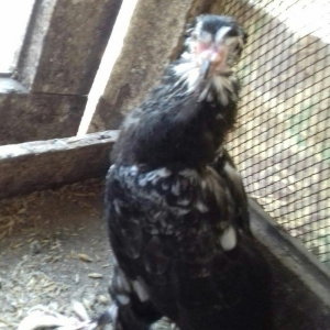 quwlar satilir 45-azn tam saqlamdilar hamisi lelekli biri badamdi biri