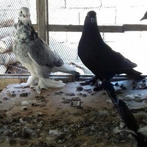 quwlar satilir 45-azn tam saqlamdilar hamisi lelekli biri badamdi biri