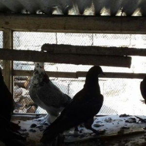 quwlar satilir 45-azn tam saqlamdilar hamisi lelekli biri badamdi biri