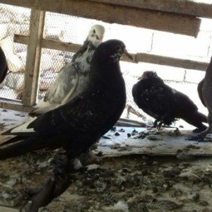 quwlar satilir 45-azn tam saqlamdilar hamisi lelekli biri badamdi biri