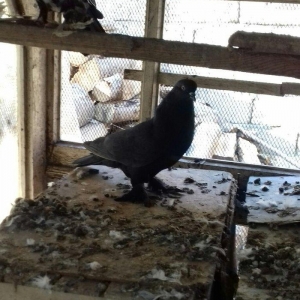 quwlar satilir 45-azn tam saqlamdilar hamisi lelekli biri badamdi biri