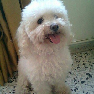 Pudeel balari satlir erkey ve diwdiler temiz qandiar xaricden gelmdile