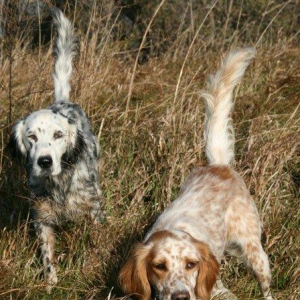 Ov iti setter balasi satlir temiz qandilar xaricde