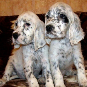 Ov iti setter balasi satlir temiz qandilar xaricden gelme itlerdir erk