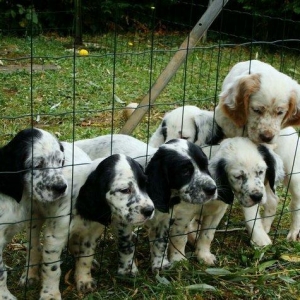 Ov iti setter balasi satlir temiz qandilar xaricden gelme itlerdir erk