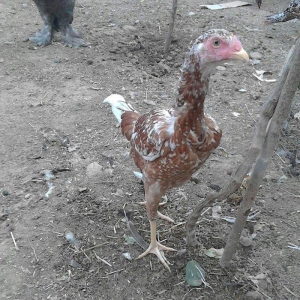 Xoruz heyrati ozu kimi cil feryle cut