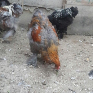 brama xoruzlari satlir 5 aylikdi 6 7 ayliklarda var qiymet son yeri 50