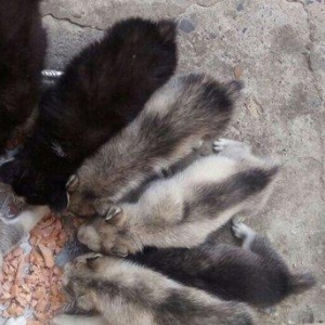 temiz natura 40gunluk xaski balalari satilir tam saglam balalardi erke