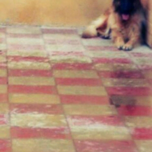 3 yaşlı dişi təmiz alman ovçarkası satıram. İynələri vurulub bala