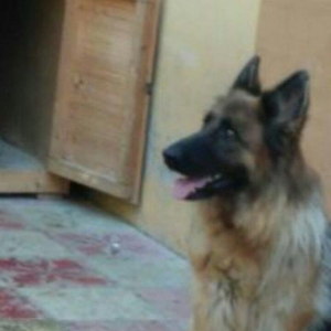 3 yaşlı dişi təmiz alman ovçarkası satıram. İynələri vurulub bala