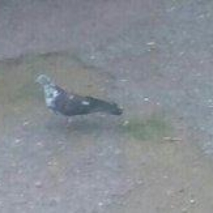 satiram 2 erkey 1 maya bidede keven bala cil aq quyruqlar bala qara bu