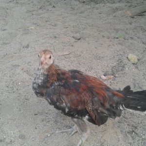 3 ayliq qirx pipiy feniks bece lasota cumoya ciceye qarsi vaksin olunu