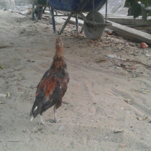 3 ayliq qirx pipiy feniks bece lasota cumoya ciceye qarsi vaksin olunu