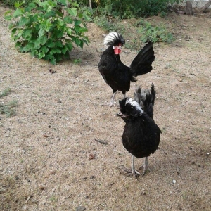 4 5 6 ayliq qizili ve gumusu sbraytlar,aqpapaq holland balscalardan, k